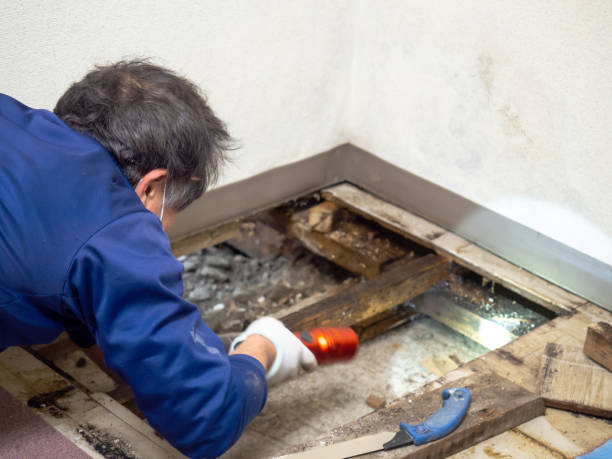 Best Same-Day Mold Removal  in Whitemarsh Island, GA