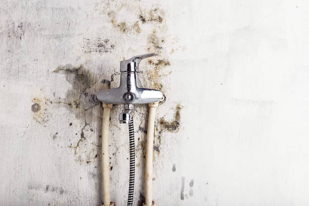 Professional Mold Removal in Whitemarsh Island, GA