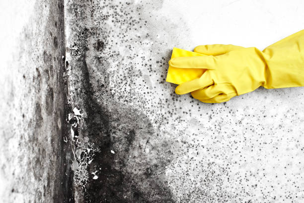 Best Crawl Space Mold Removal  in Whitemarsh Island, GA