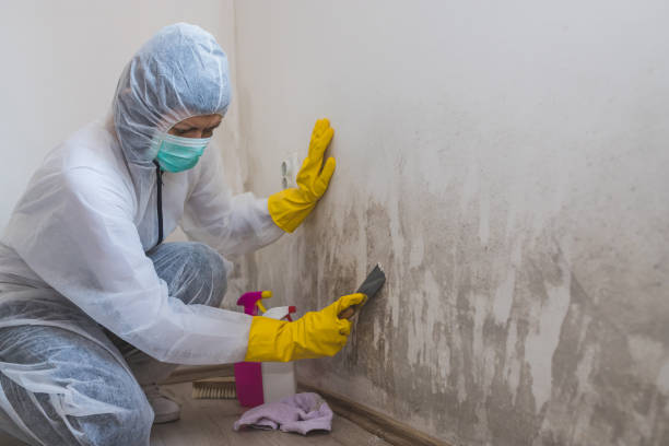 Best Attic Mold Removal  in Whitemarsh Island, GA