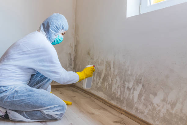 Mold Removal Process in Whitemarsh Island, GA