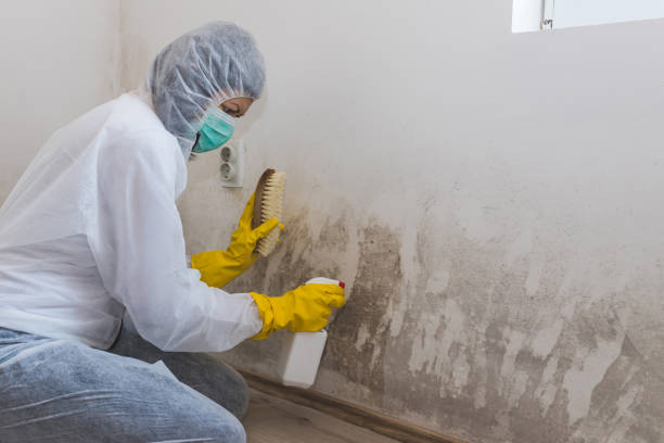 Best Attic Mold Removal  in Whitemarsh Island, GA