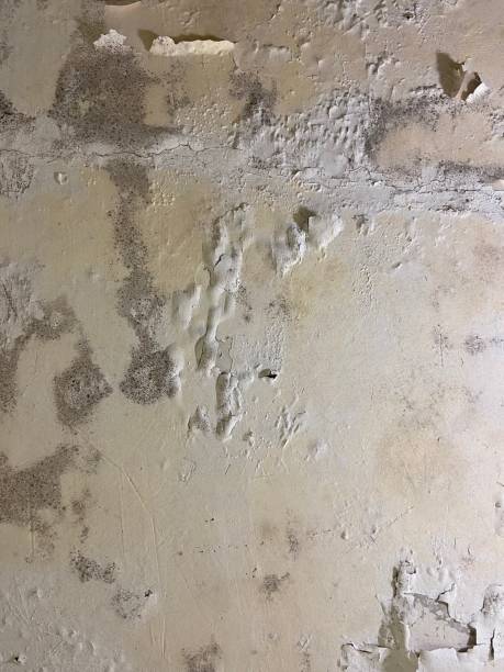 Best Mold Removal Process  in Whitemarsh Island, GA