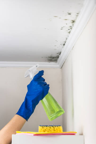 Mold Removal and Inspection in Whitemarsh Island, GA